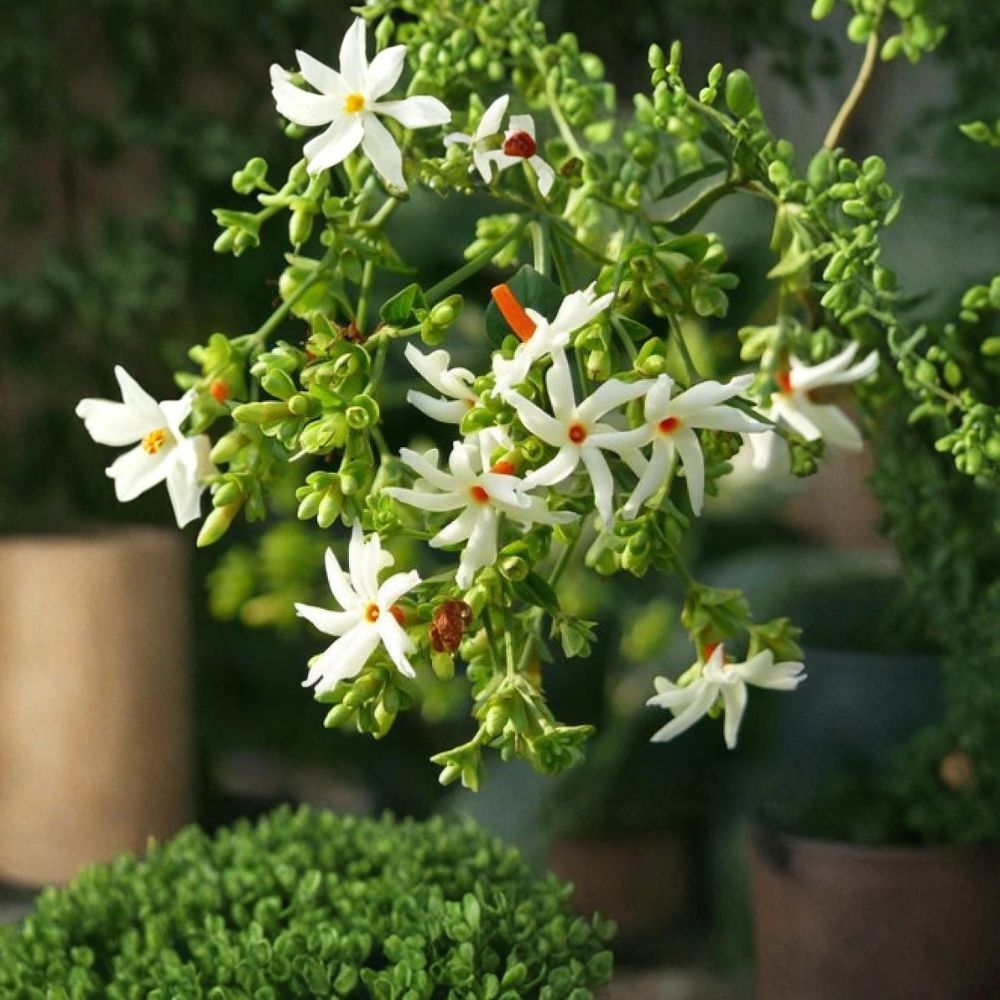 Night Flowering Jasmine Seeds | 5 Seeds | Parijat Tree | Nyctanthes arbor-tristis | Fragrant Night Blooming Tropical Shrub