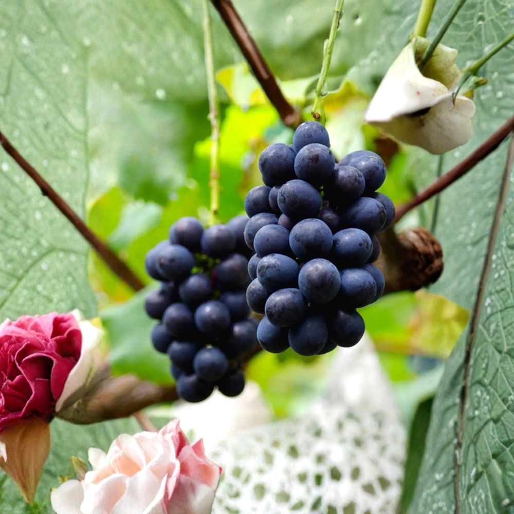 Nagano Purple Grape Vine - Live Plant | Premium Japanese Seedless Grape | Large Sweet Berries | Vitis vinifera hybrid 'Nagano Purple'