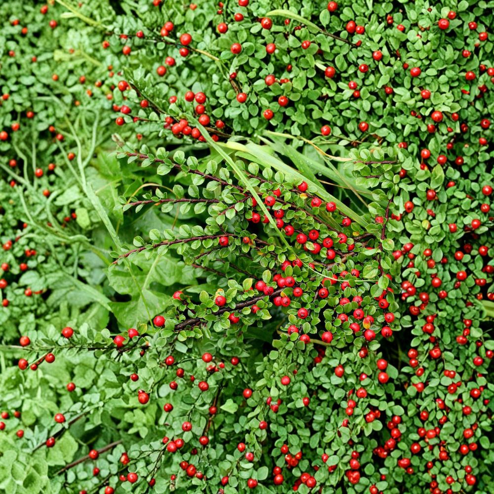 Cotoneaster Live Cuttings - 10 Hardy Shrub Cuttings - Alaska Grown Ornamental Hedge Plant - Pollinator Friendly - Cotoneaster spp.