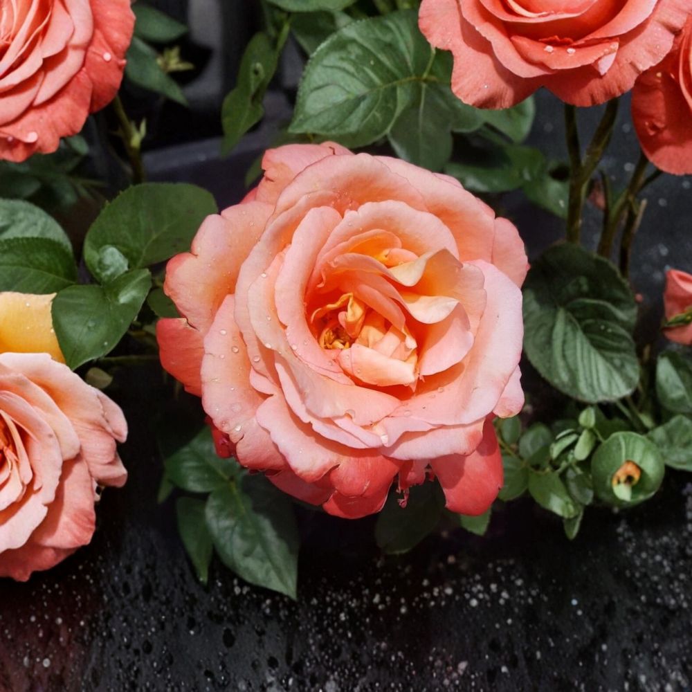 Voodoo Hybrid Tea Rose Plant | 3 Gallon Shrub | Orange Yellow Blooms | Rosa 'Voodoo' | Fragrant Garden Favorite