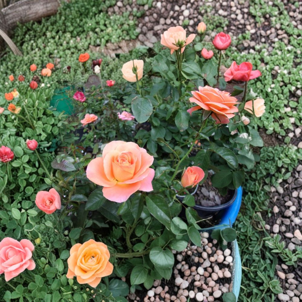 New Year Grandiflora Rose Bush Plant | 5 Gallon Orange Flowering Shrub | Rosa Hybrid 'New Year' | Garden Ready
