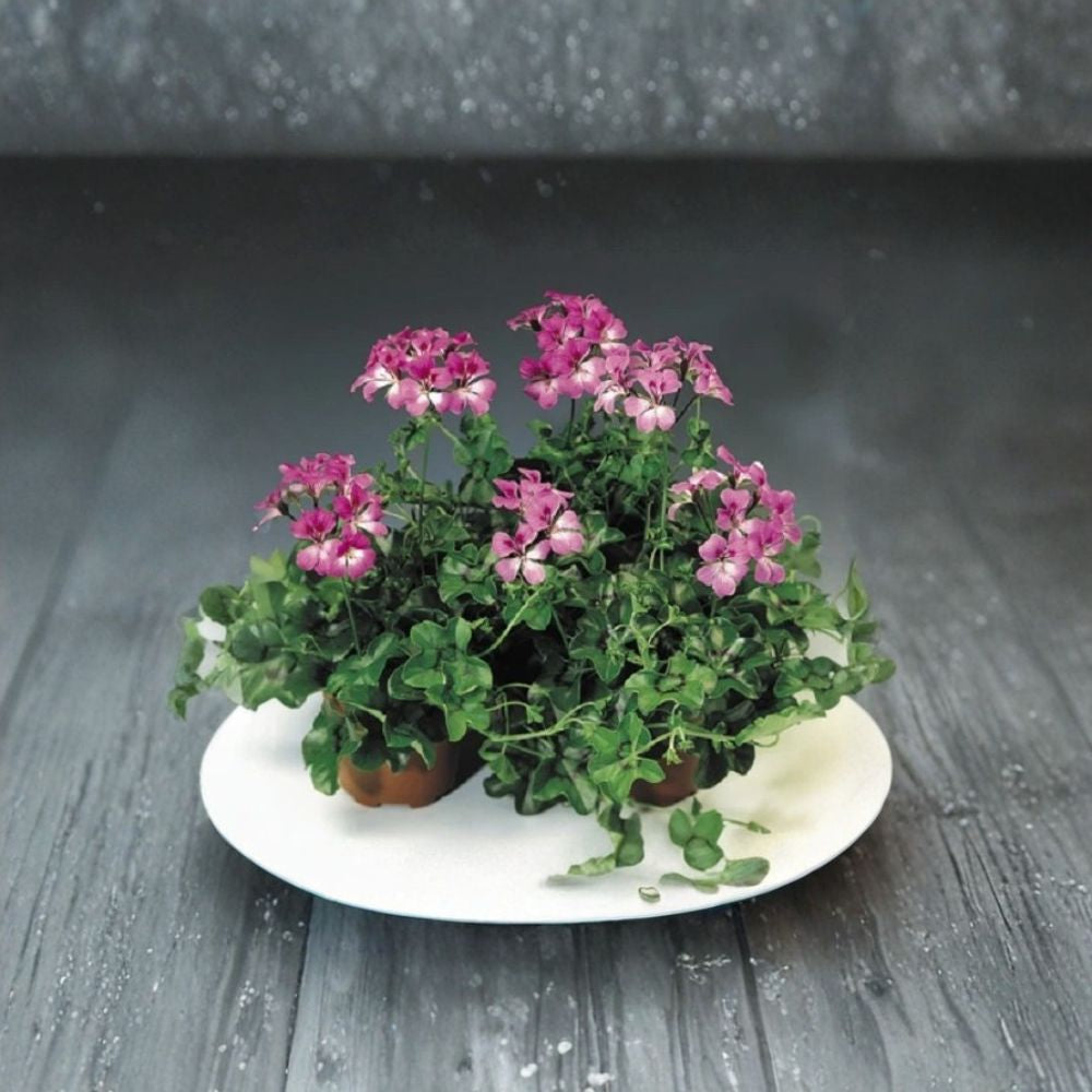 Tornado Bicolor Duet Geranium Seeds | 15 Film Coated Seeds | Trailing Ivy Variety | Pelargonium peltatum | Heat Tolerant