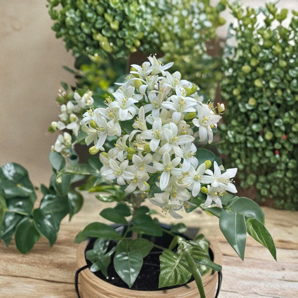 Orange Jasmine Seeds - 20 Count - Dwarf Fragrant Shrub - Murraya paniculata - Fresh Harvest for Indoor/Outdoor Gardening