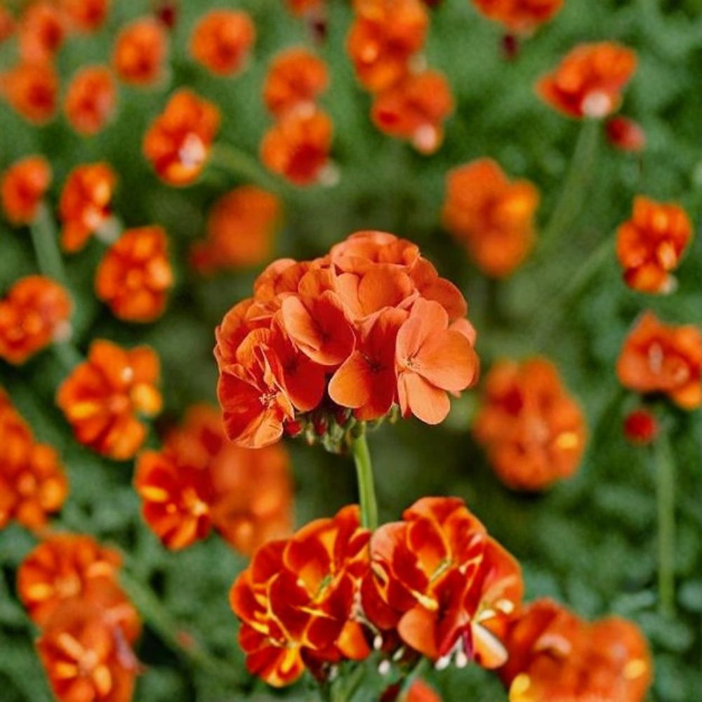 Geranium Seeds | 1,000 Seeds | Pinto Premium Orange | Pelargonium x hortorum | Vivid Blooms | Easy to Grow | Garden & Pot Friendly
