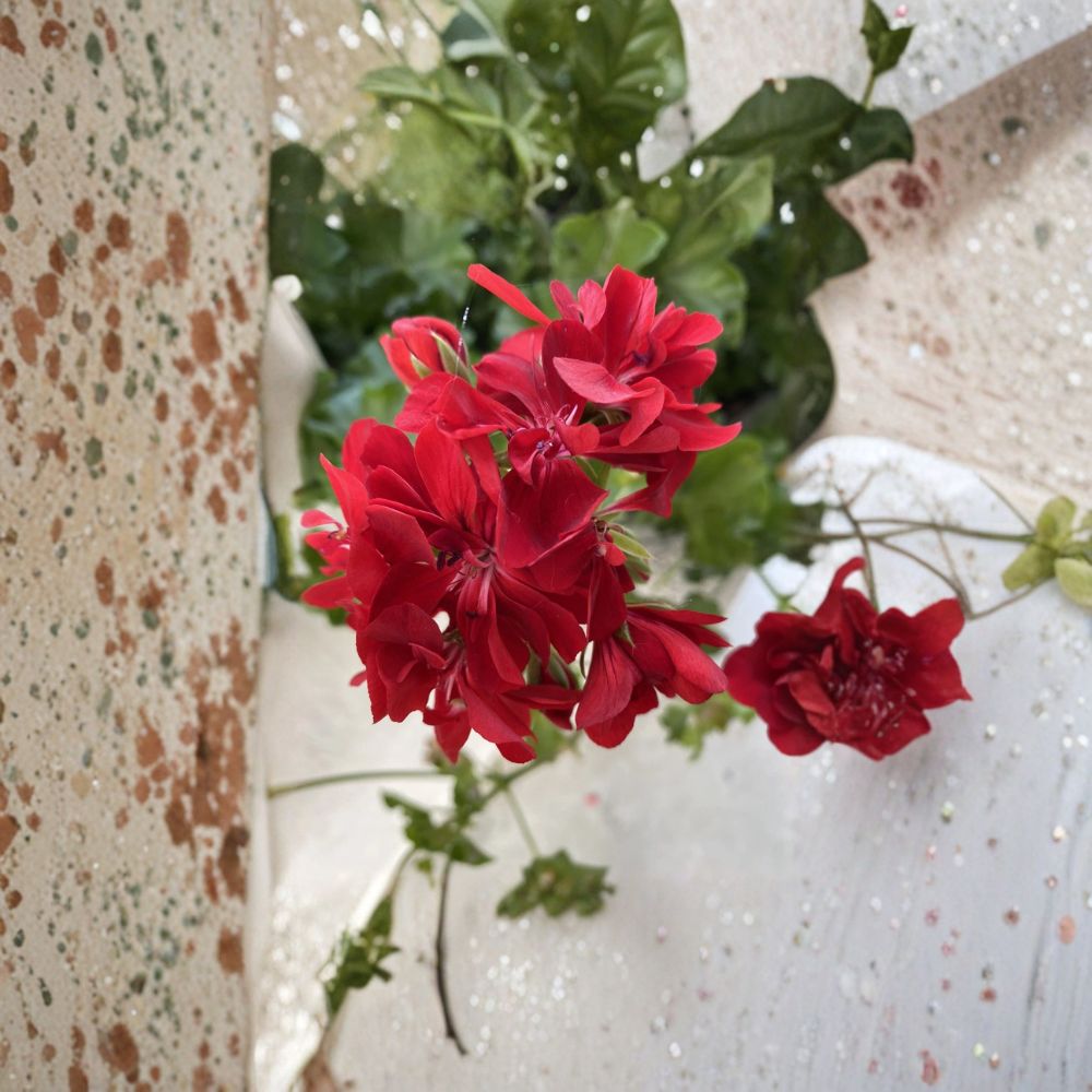 Organic Red Geranium Cuttings - 6 Live Plant Starters | Easy to Grow Pelargonium x hortorum | Patio & Container Friendly