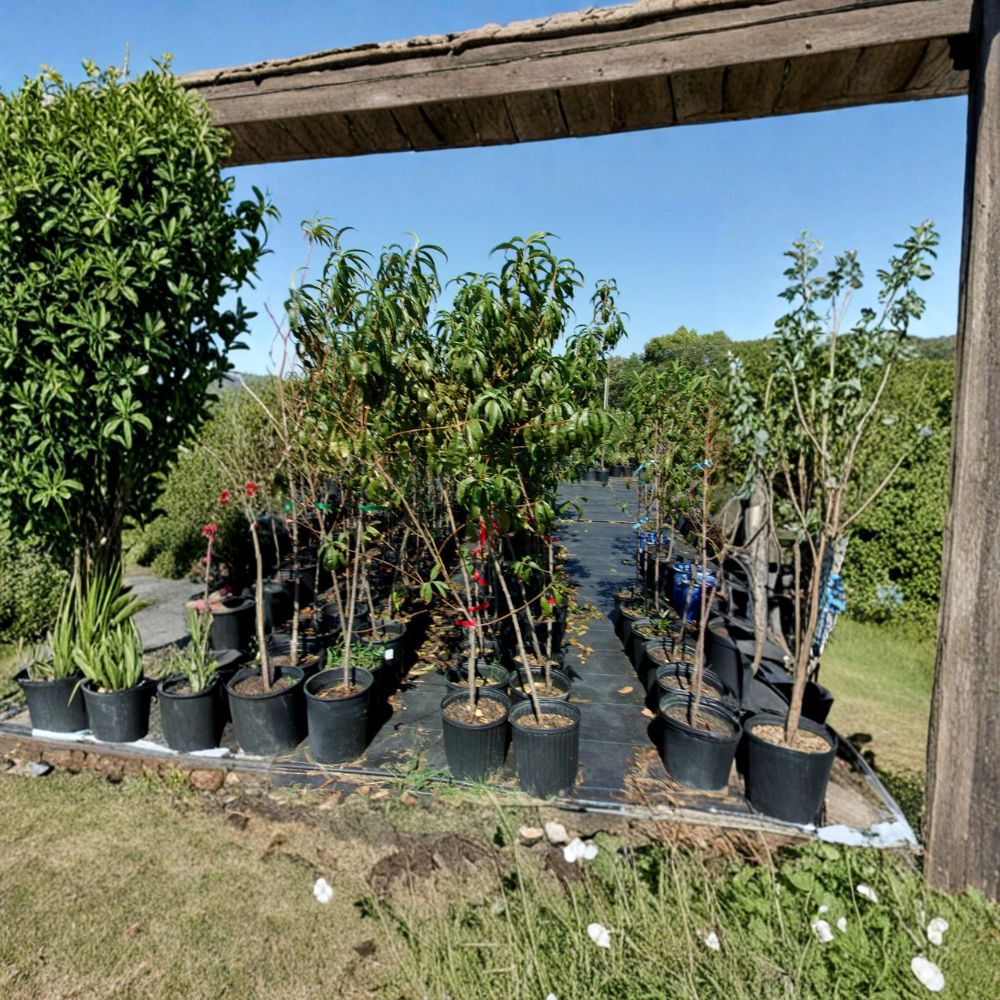 Ruby Prince Peach Tree | 4–6 Feet | Sweet Freestone Peaches | Prunus persica | Easy to Grow, Mid-Season Harvest