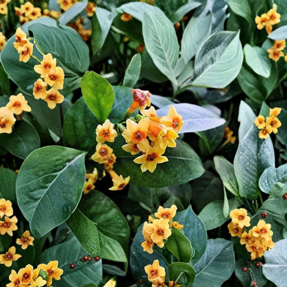 Orange Zest Jasmine Plant Starter | 6-12 Inches | Cestrum aurantiacum | Orange Flowering Tropical Shrub | Easy Care