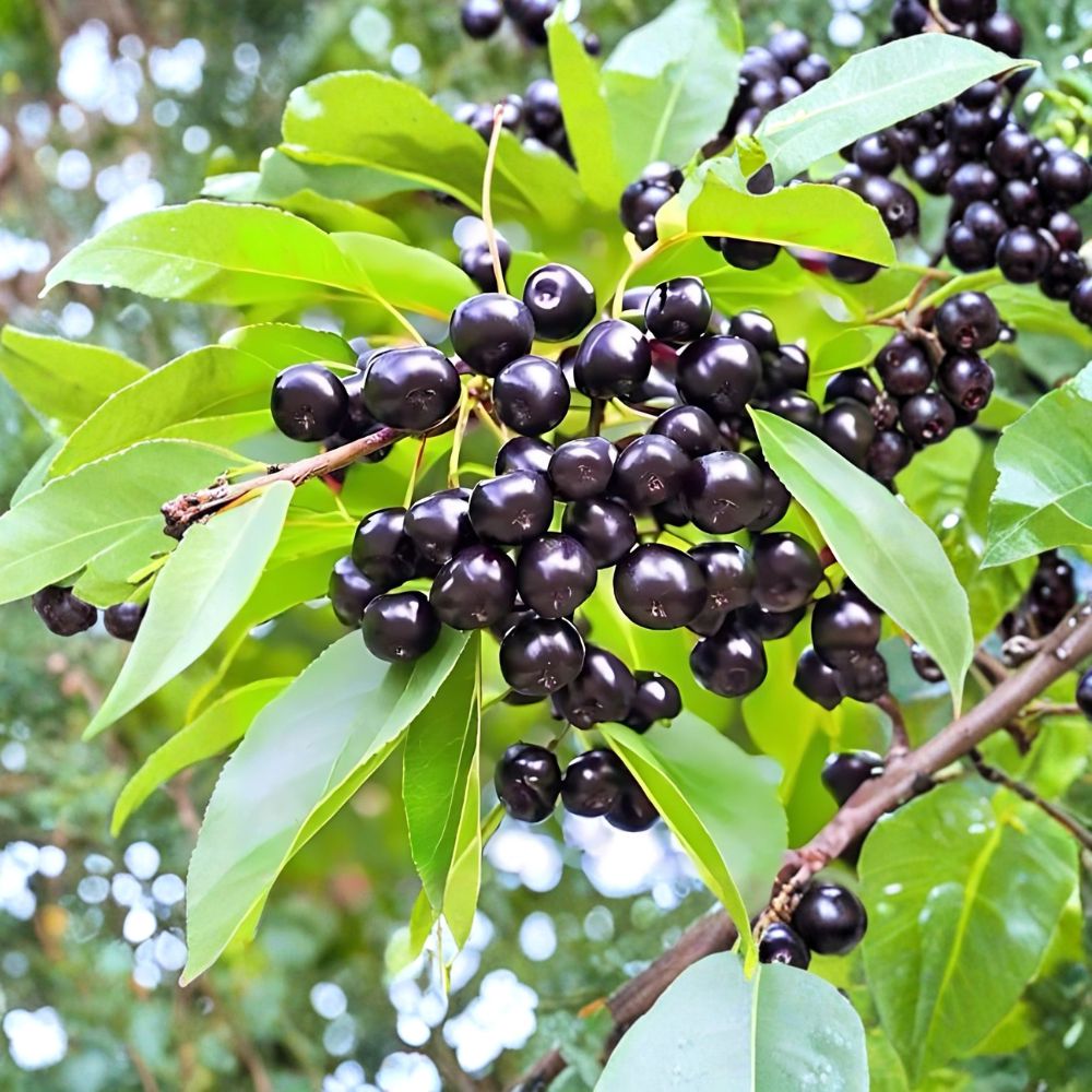 Wild Black Cherry Trees Set of 2 Bare Root 2 Ft Prunus serotina | Fast Growing Native Fruit Tree for Wildlife