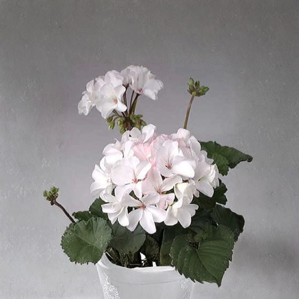 Multi Bloom White Geranium Seeds | 15 Seeds | Pelargonium hortorum | Easy to Grow | Container & Garden Friendly