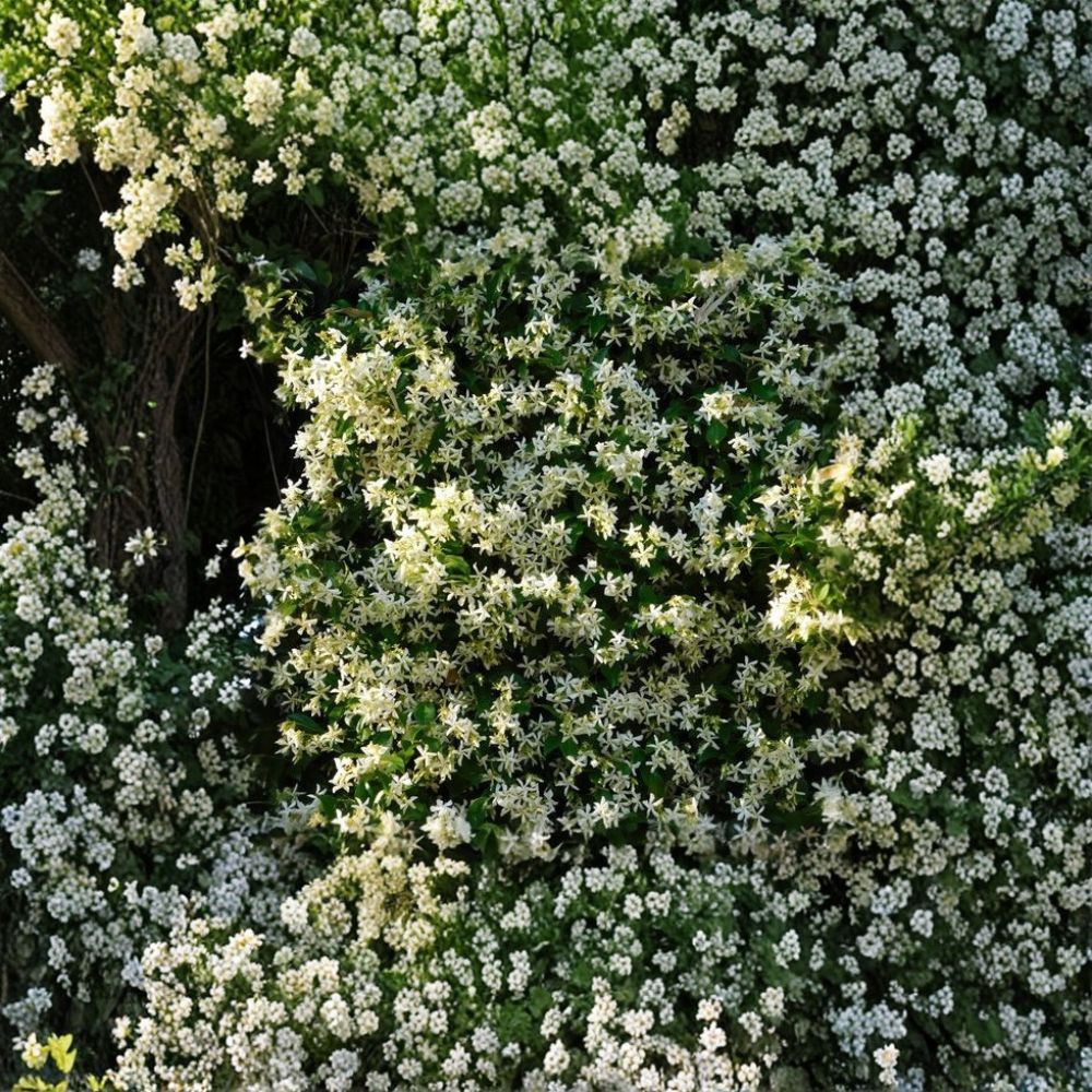 Cold Hardy Confederate Jasmine Plant | 4–8 Inch Starter | Fragrant Star Jasmine | Trachelospermum jasminoides ‘Madison’