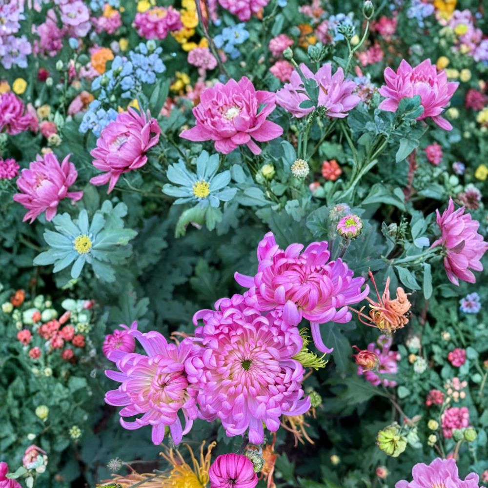 Pale Pink Chrysanthemum Plant | Large Flower Mum | Chrysanthemum morifolium | Hardy Perennial Garden Flower