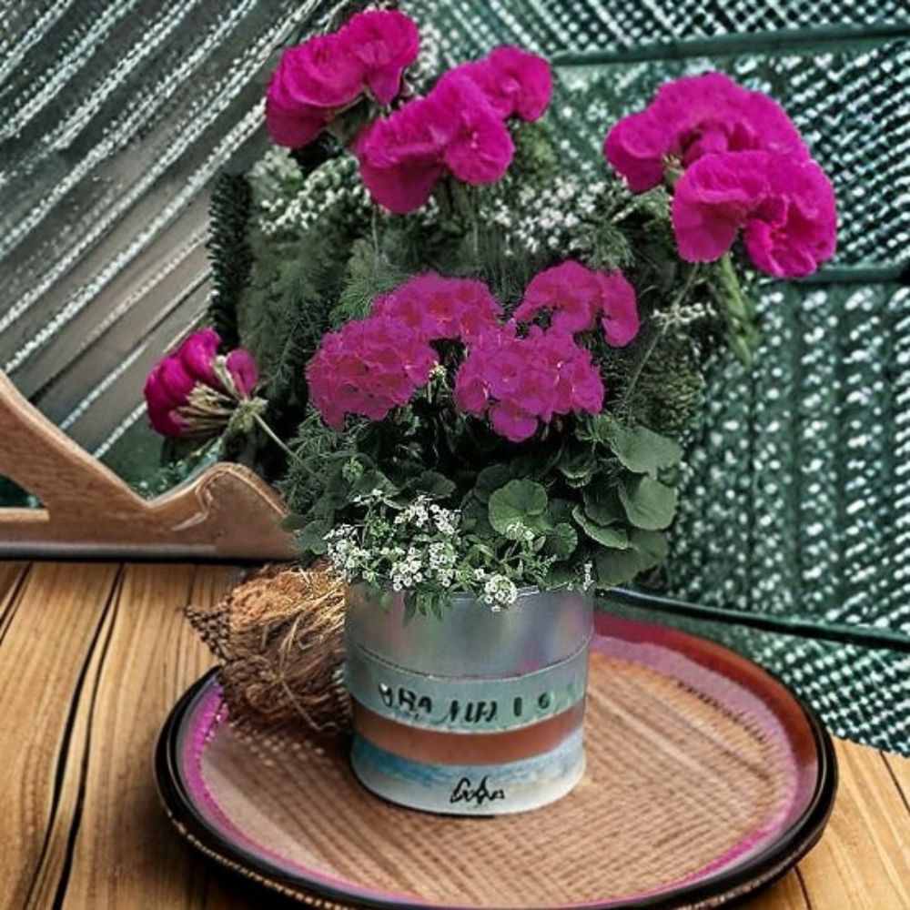 Geranium Seeds - 1,000 Count - Maverick Violet - Pelargonium x hortorum - Robust, Easy to Grow, Ideal for Pots & Landscapes