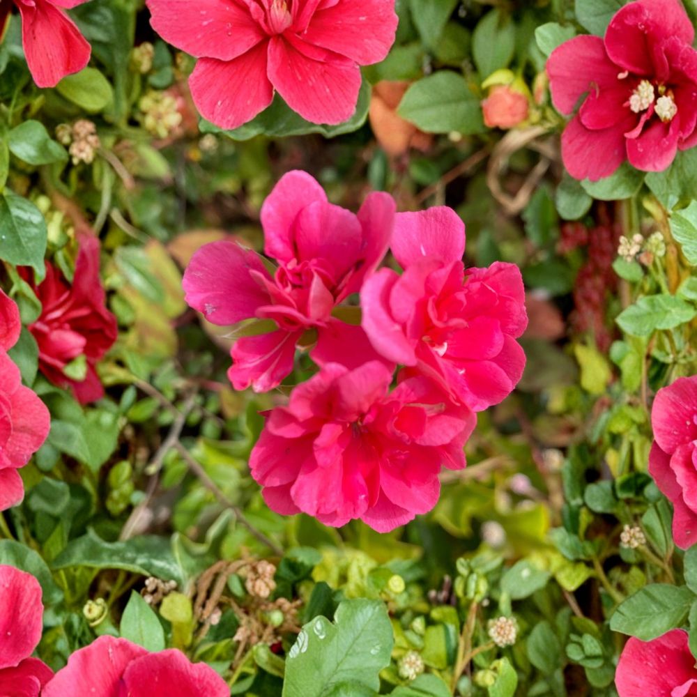 Fragrant Pink Geranium Cuttings - 5 Fresh Pelargonium Cuttings for Rooting | Scented Flowering Garden Plant