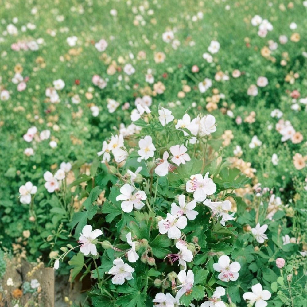 Harz Geranium Seeds - 25+ Premium Flower Seeds - Colorful Blooms for Containers & Patios - Pelargonium spp.