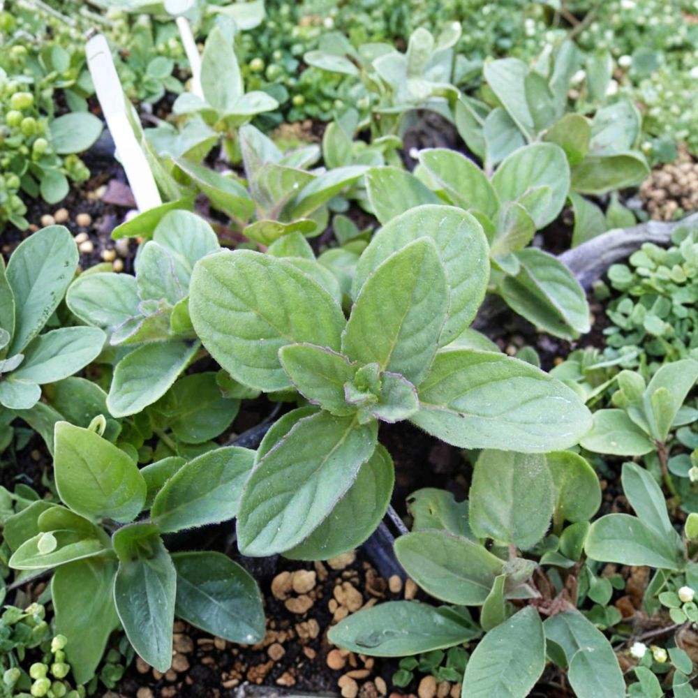 Hillary's Sweet Lemon Mint Cuttings | 3 Unrooted Organic Culinary Herb | Mentha suaveolens x piperita f. citrata