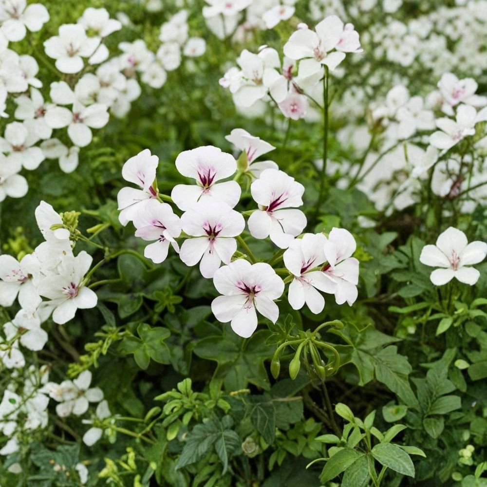 Reach Out White Ivy Geranium Seeds - 100 Pelargonium peltatum - Trailing White Flowers for Baskets & Pots