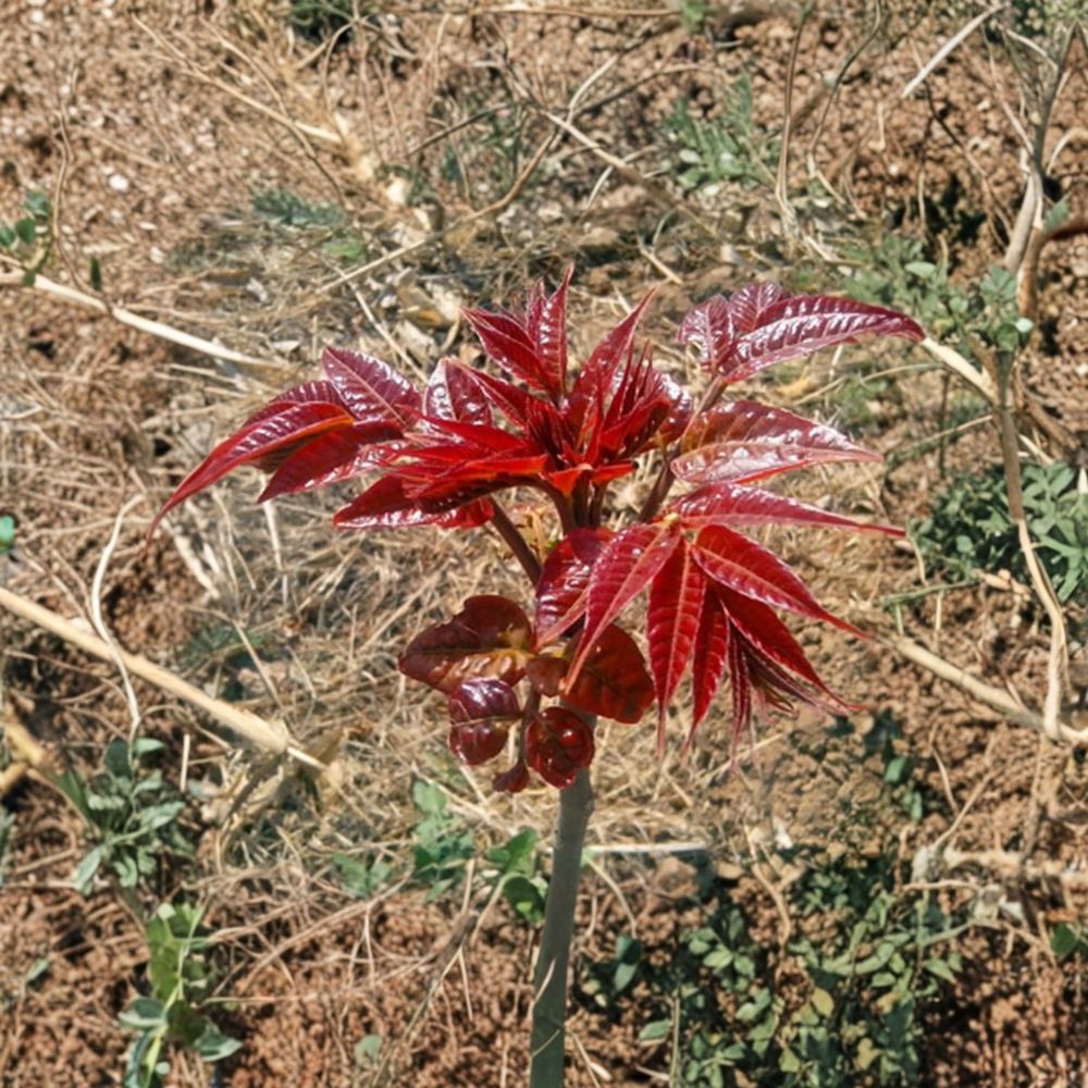 Toona sinensis Live Plant - 1 Gallon Pot Chinese Toon Tree | Edible Leaf Variety | Fragrant Spring Tree (香椿苗)