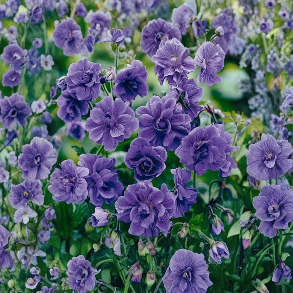 Double Purple Geranium Seeds | 10 Premium Pelargonium Flower Seeds | Rich Purple Blooms for Patio & Garden | Easy to Grow