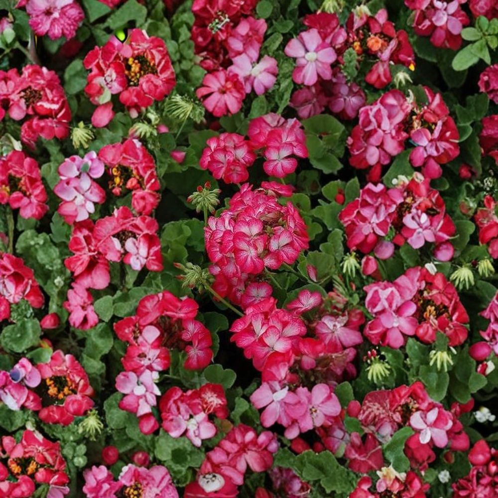Geranium Seeds - 1,000 Seeds - Pinto Premium Rose Bicolor - Pelargonium x hortorum - Easy to Grow for Pots & Gardens