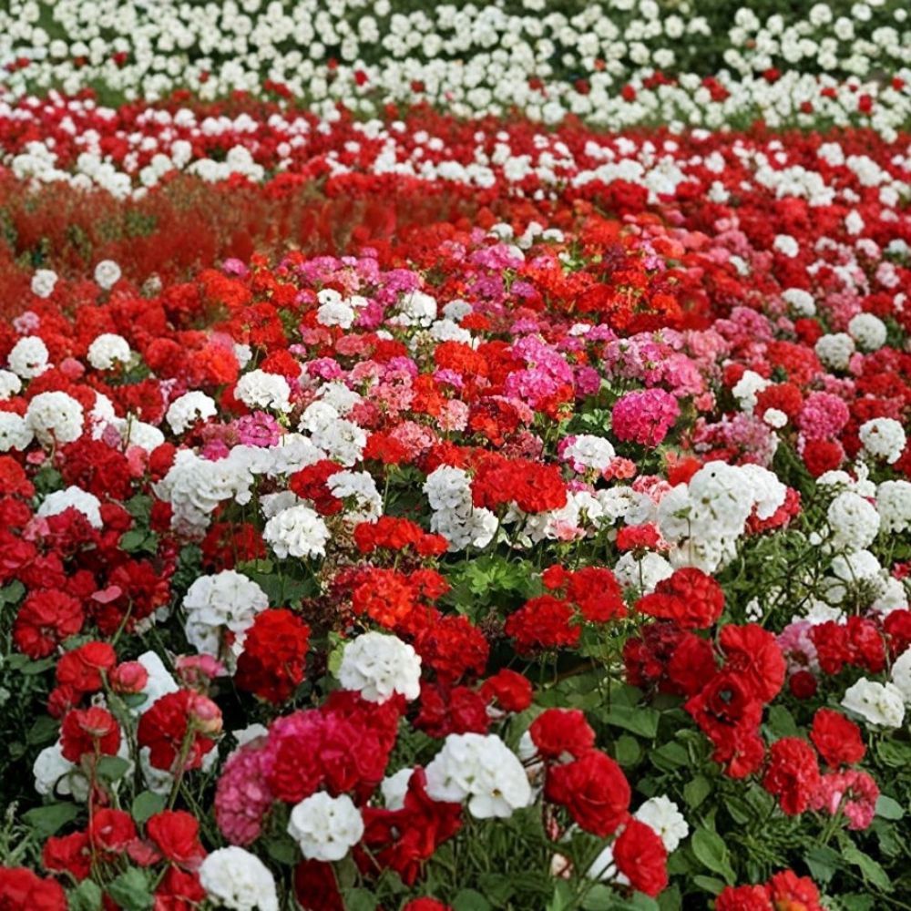 Geranium Flower Seed Mix - 100 Pelargonium Seeds - Colorful Annuals for Containers & Baskets - Pelargonium x hortorum