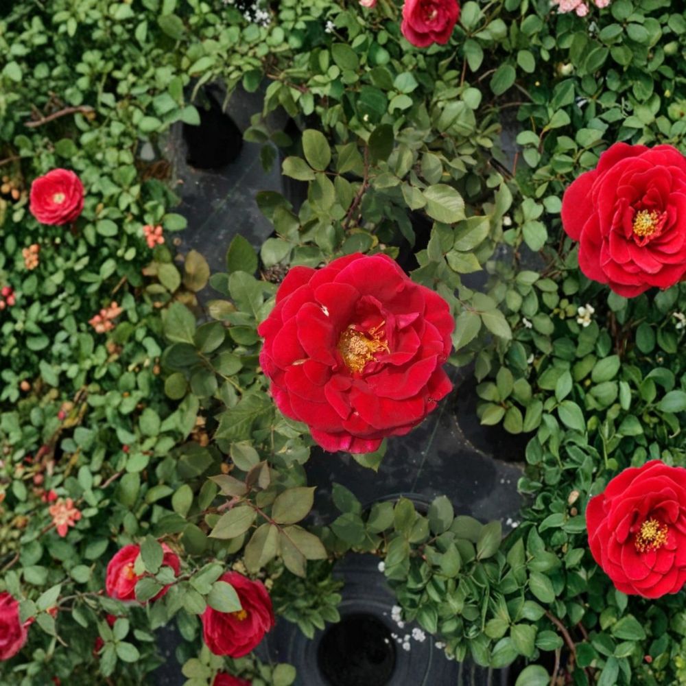 Mr. Lincoln Hybrid Tea Rose Plant - 3 Gallon Deep Red Fragrant Flowering Shrub - Rosa Hybrid ‘Mr. Lincoln’ Garden Ready