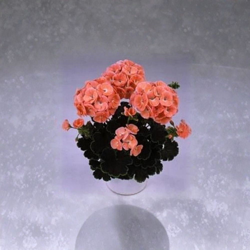 Black Velvet Salmon Geranium Seeds – 5 Zonal Pelargonium Seeds | Chocolate Foliage & Salmon Blooms | Patio Friendly