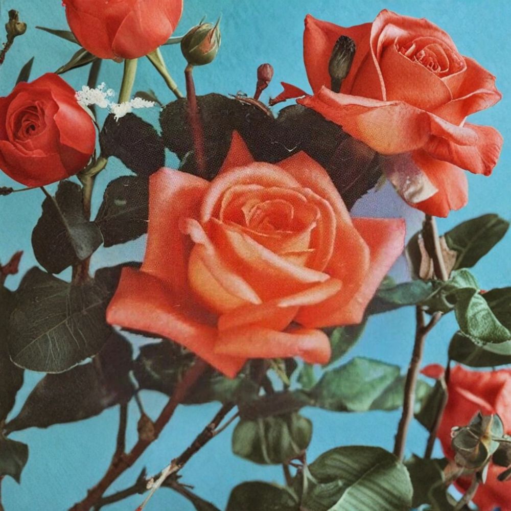 Shreveport Hybrid Tea Rose Plant - 2 Gallon Orange Blooms - Rosa 'Shreveport' - Elegant Landscape Favorite