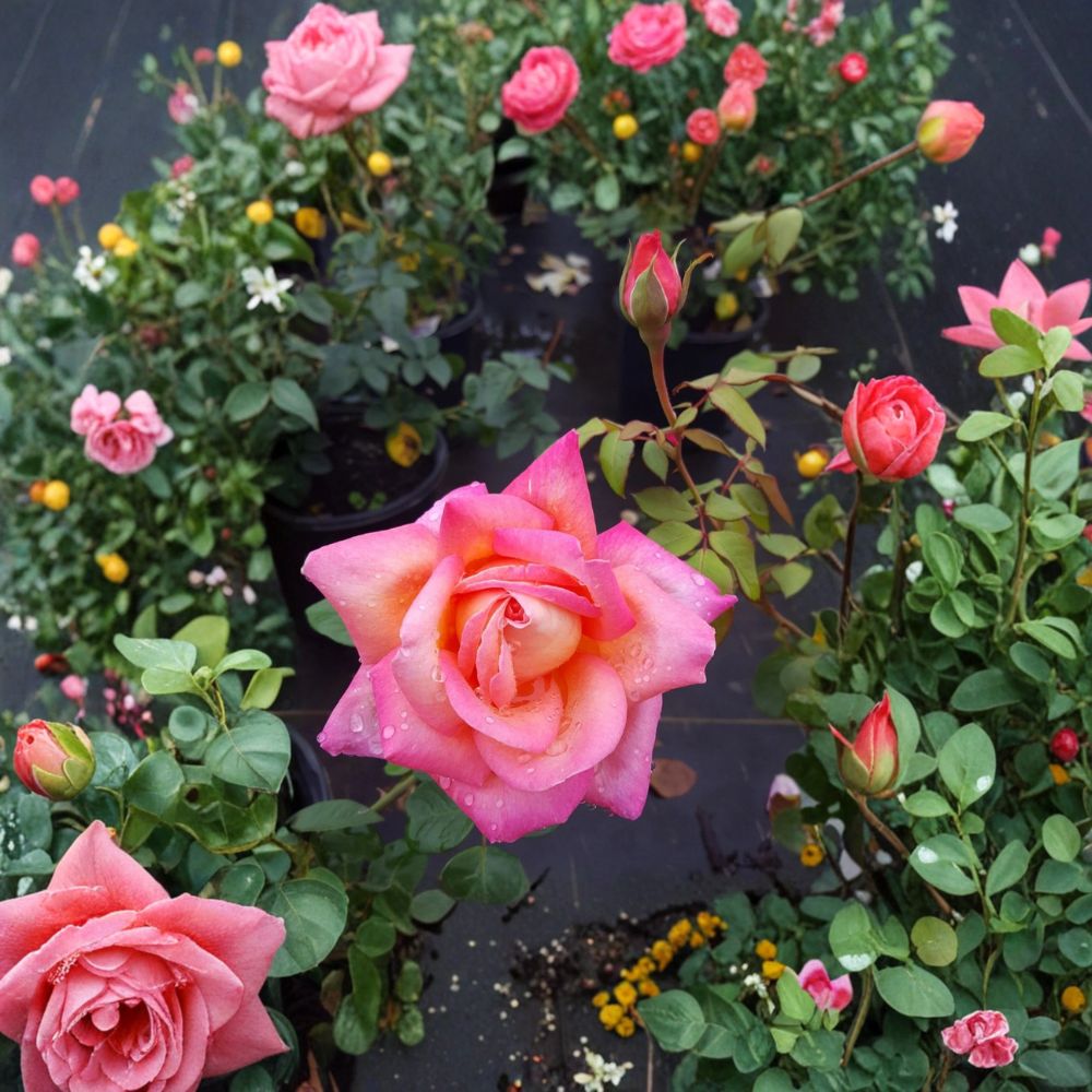 Broadway Hybrid Tea Rose Bush - 3 Gallon Live Plant - Golden Yellow & Pink Blooms - Rosa Hybrid Tea 'Broadway' Garden Rose