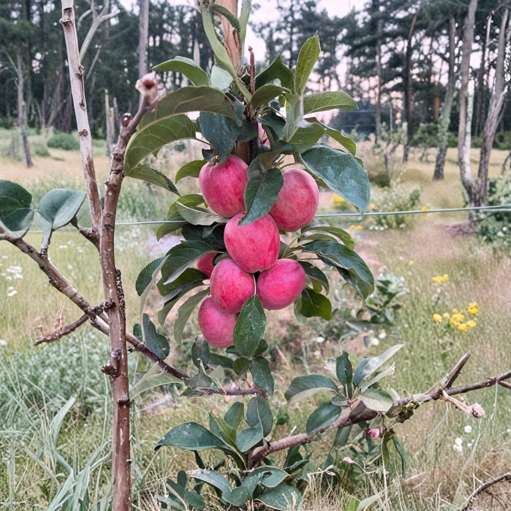 Bare Root Santiam Red Gala Apple Tree | Malus domestica | M7 Semi-Dwarf Rootstock | Early Ripening & Disease Resistant