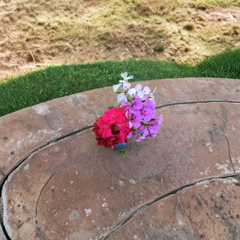 Ivy Geranium Cuttings – 10 Unrooted Starter Plants – Mixed Colors – Trailing Pelargonium peltatum – Perfect for Hanging Baskets