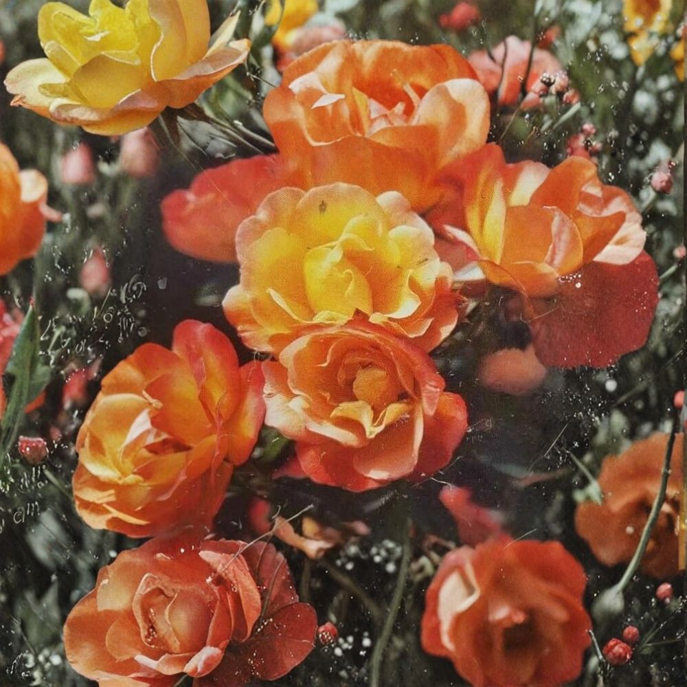 Climbing Rose Plant - 3 Gallon Climbing Piñata Rose - Yellow & Vermilion - Rosa Hybrid 'Piñata' - Root-Wrapped Live Plant