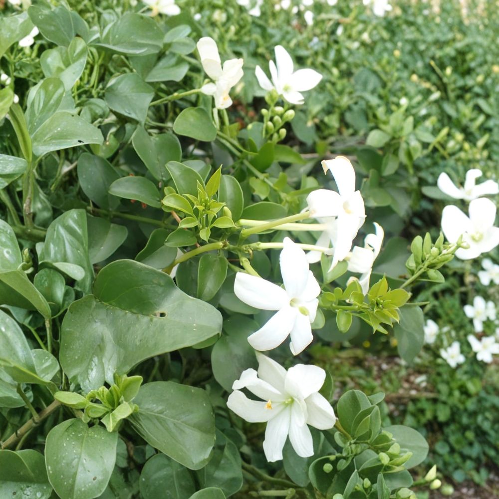 Common Jasmine Live Plants - Set of 2 in 3.5 Inch Pots - Fragrant Climbing Vine - Jasminum officinale - Poet’s Jasmine