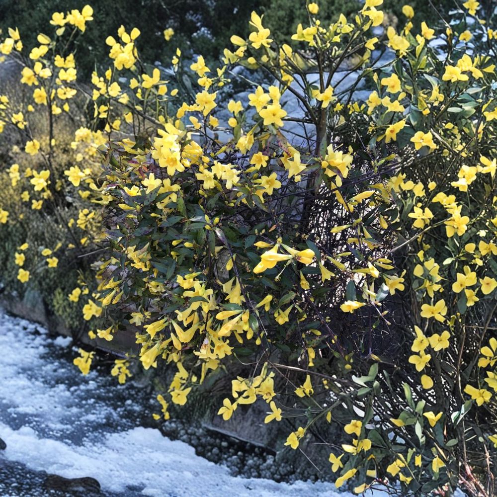 Carolina Jasmine Plant Set of 7 | 8–10 Inch Yellow Jessamine Vines | Gelsemium sempervirens | Hummingbird Friendly Climbing Plants