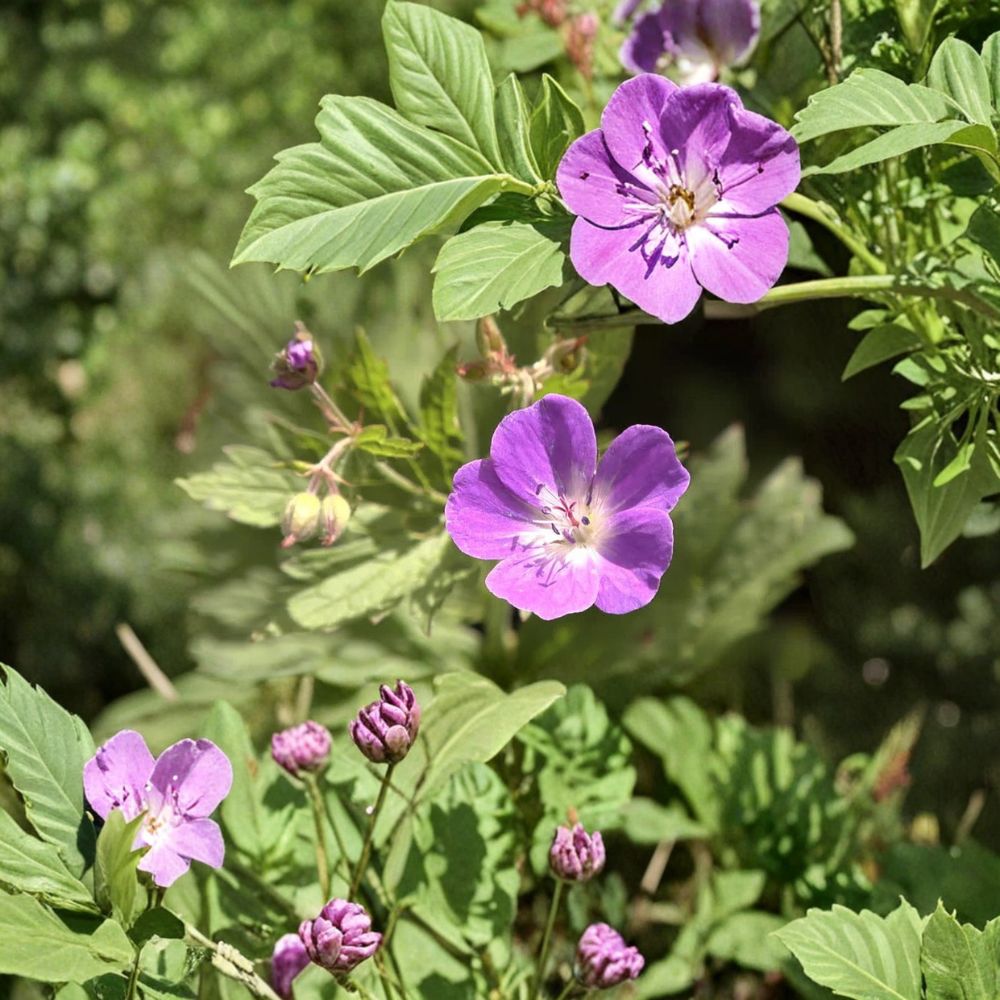 Wild Geranium Bare Root Plants - 2 Cranesbill Geranium maculatum - Native Hardy Perennial for Shade Gardens