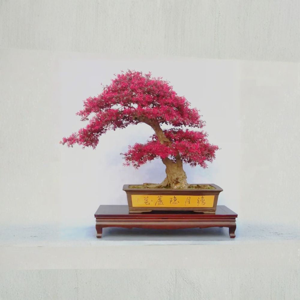 Loropetalum Live Plant | Red Pink Bloom Evergreen Shrub | Bonsai Ready | Loropetalum chinense | Hardy Garden Ornamental