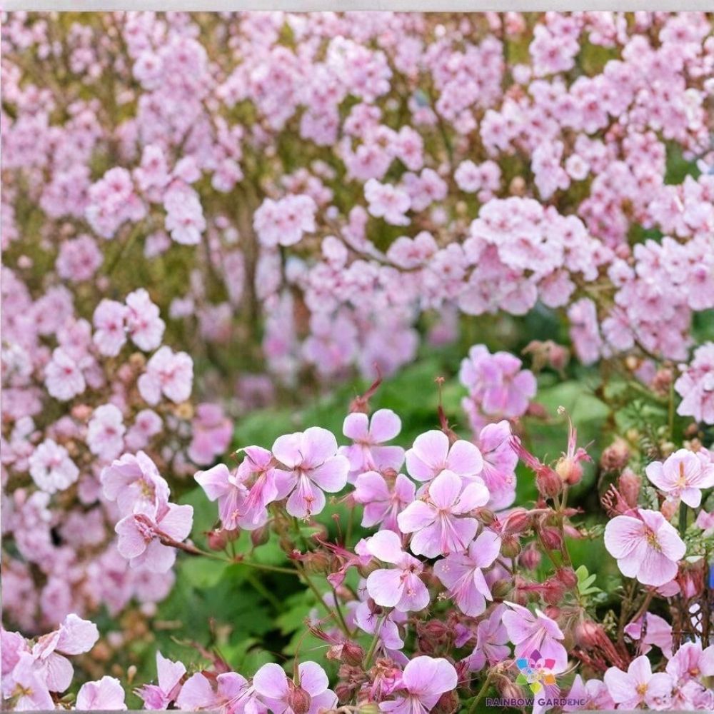 Hanne Geranium Seeds - 25+ Premium Pelargonium Flower Seeds | Vibrant Blooms for Garden & Patio Decor