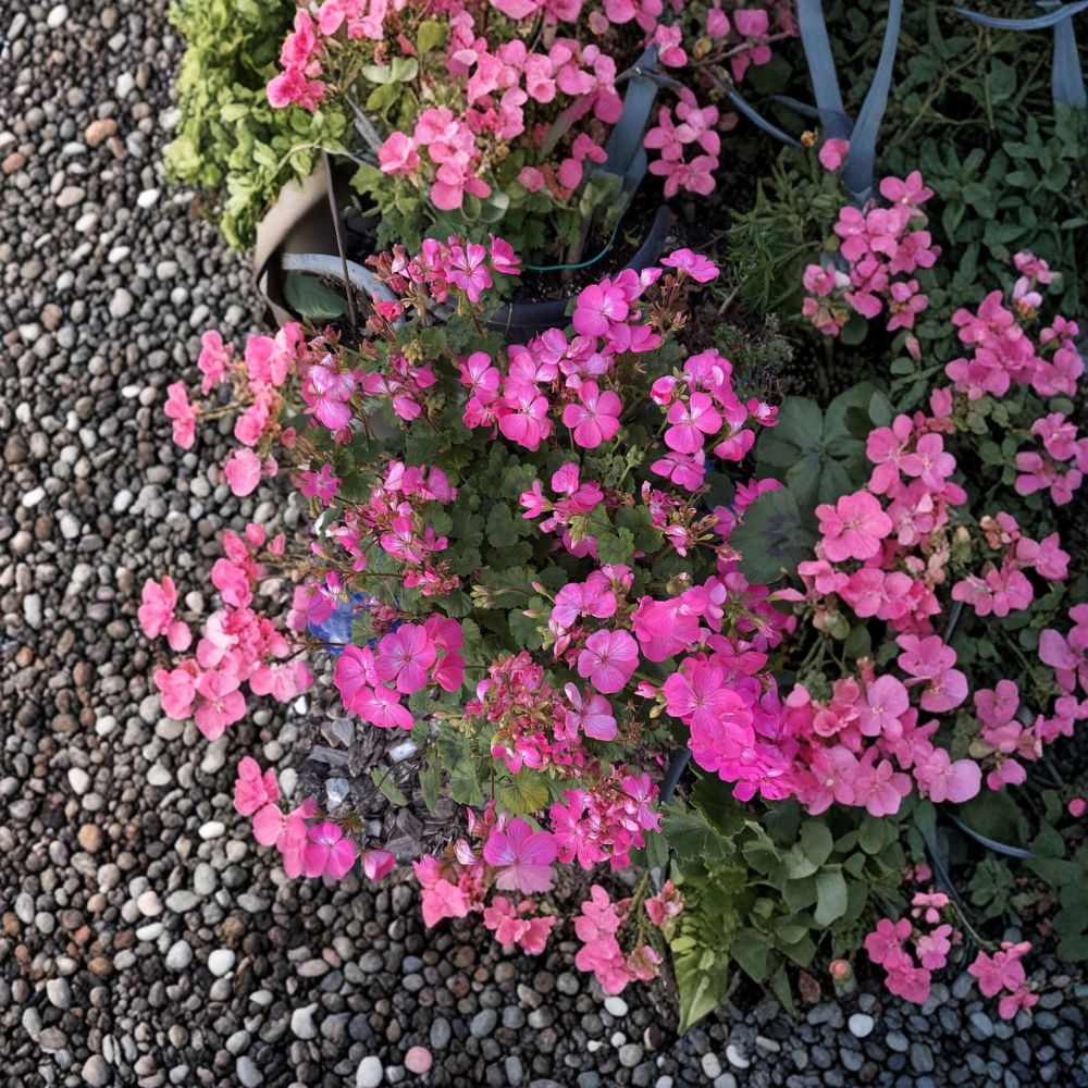 Hot Pink Ivy Geranium Cuttings - 12 Organic Pelargonium peltatum - Easy to Root Flowering Plant for Baskets & Containers
