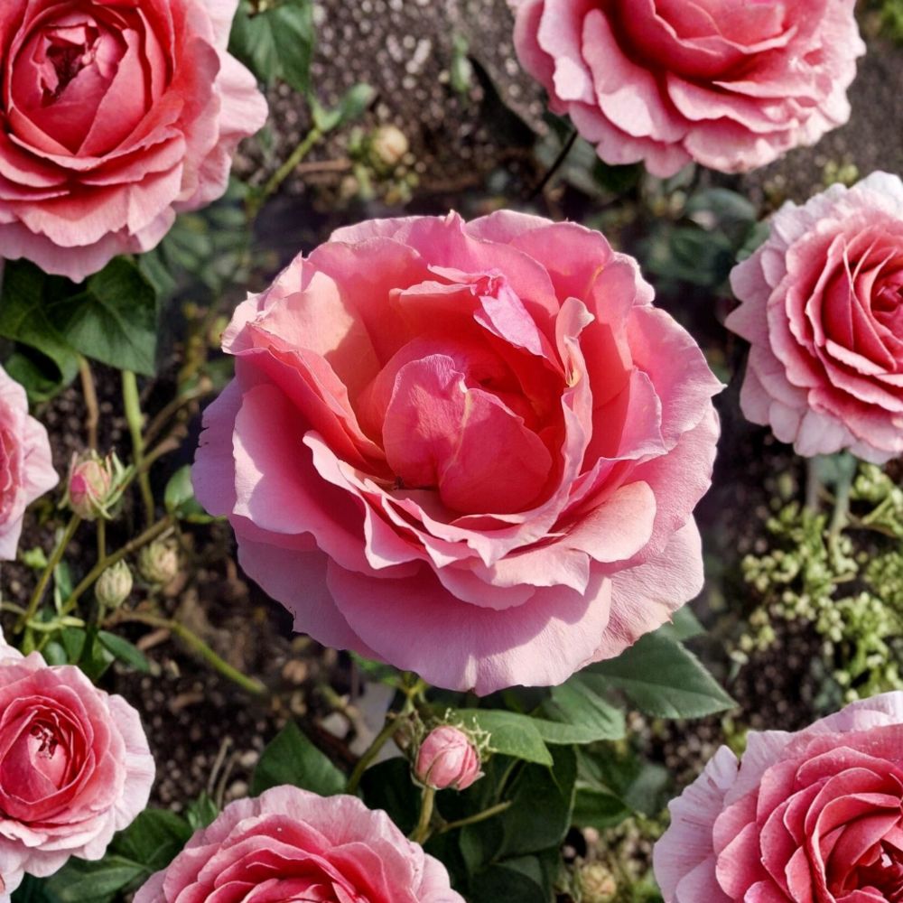 Princesse de Monaco Grandiflora Rose Plant | 5 Gallon Pink Flowering Shrub | Rosa Hybrid | Elegant Garden Favorite