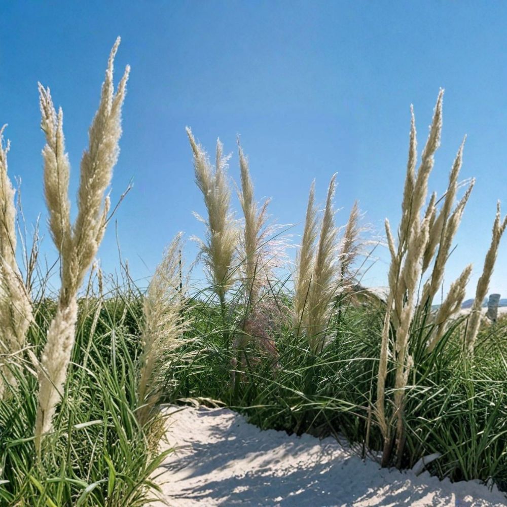White Pampas Grass Plant - 1 Gallon Cortaderia selloana - Large Ornamental Grass - Easy to Grow Landscape Accent
