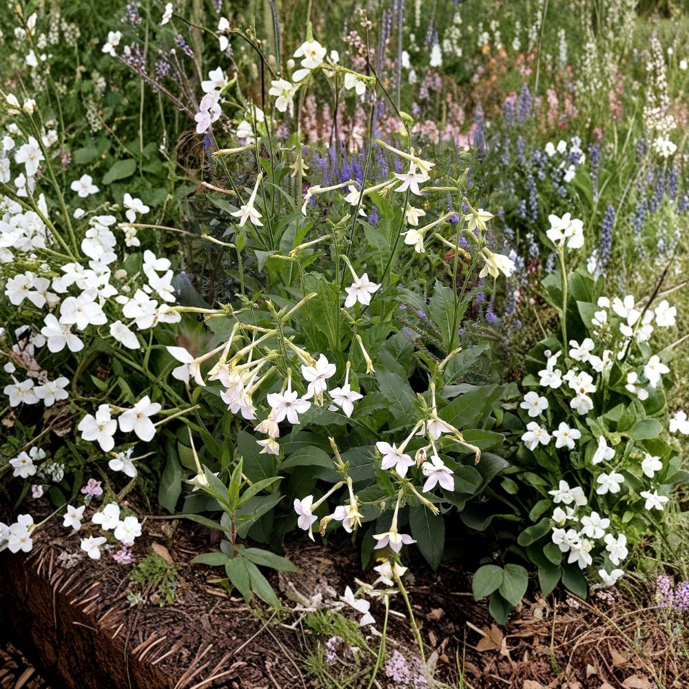 Nicotiana Alata Seeds 2000+ | Jasmine Tobacco Winged Flower | Fragrant Night Blooming Pollinator Plant | Bulk Garden Seeds