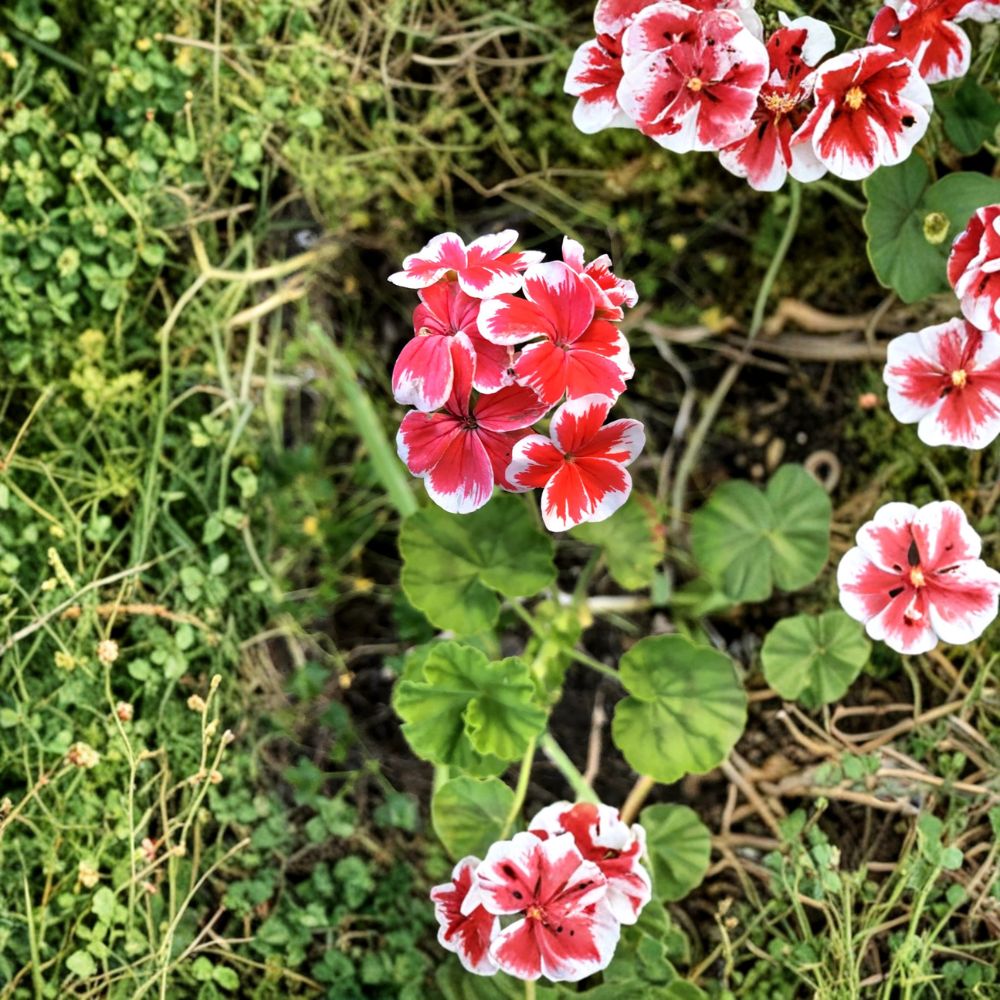Rare Zonal Geranium Cutting | 6 Inch Fresh Unrooted Plant | Red & White Pelargonium | Hardy Flowering Variety