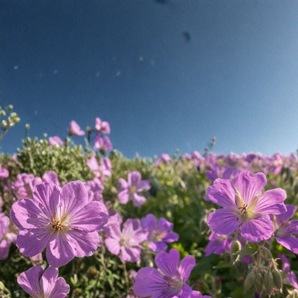 Sirak Geranium Seeds - 25+ Premium Pelargonium Seeds for Colorful Blooms - Ideal for Pots, Beds & Baskets - Pelargonium spp.