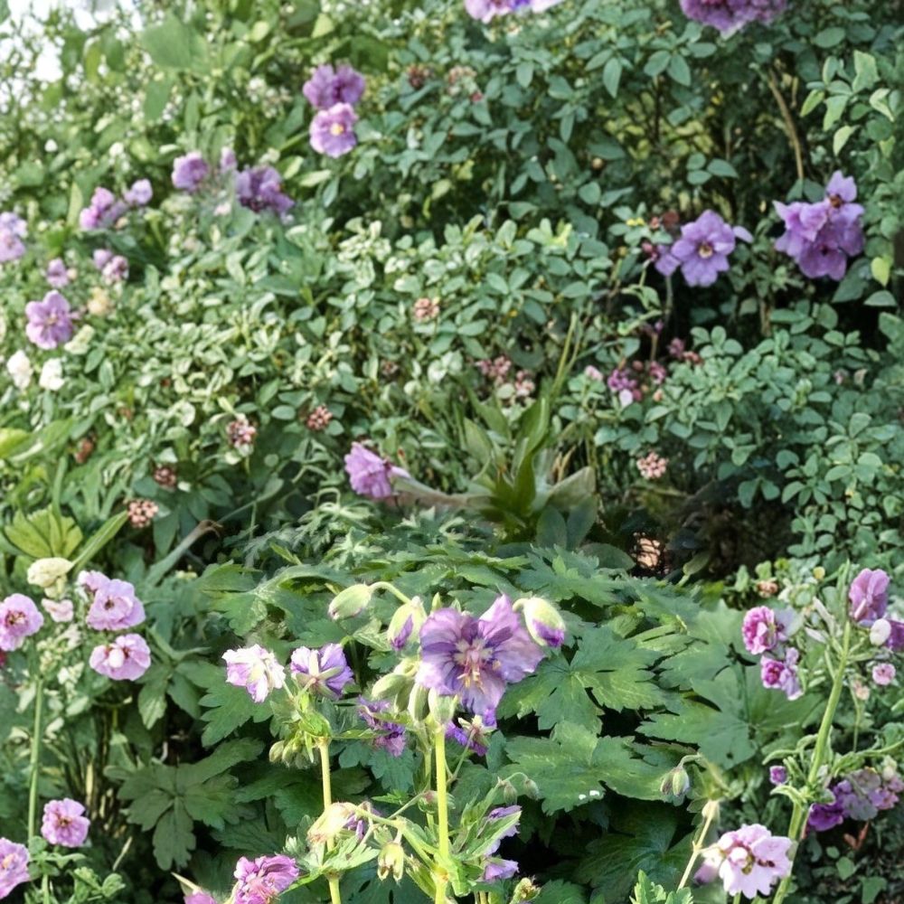 Lavender Pinwheel Geranium Seeds - 25+ Premium Pelargonium Flower Seeds for Garden & Patio Blooms