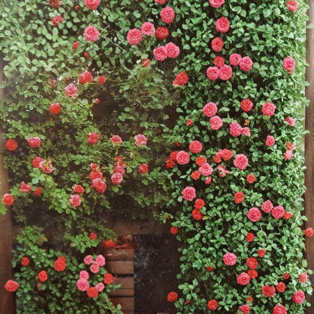 Climbing America Rose Plant | 2 Gallon Salmon Pink Climbing Rose | Rosa Hybrid 'America' | Trellis & Arbor Friendly