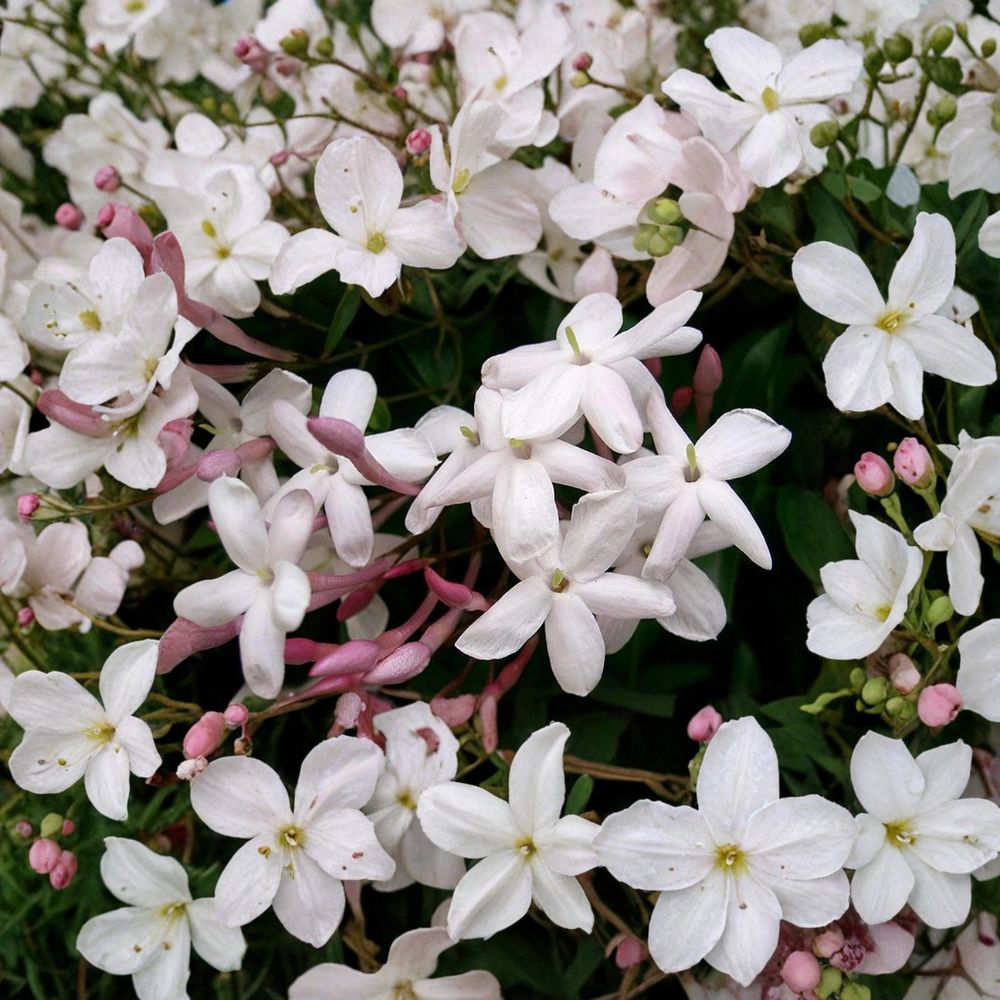 Pink Jasmine Vine Plant Starter | 8-12 Inches | Fragrant Climbing Vine | Jasminum polyanthum | Indoor Outdoor Garden Plant