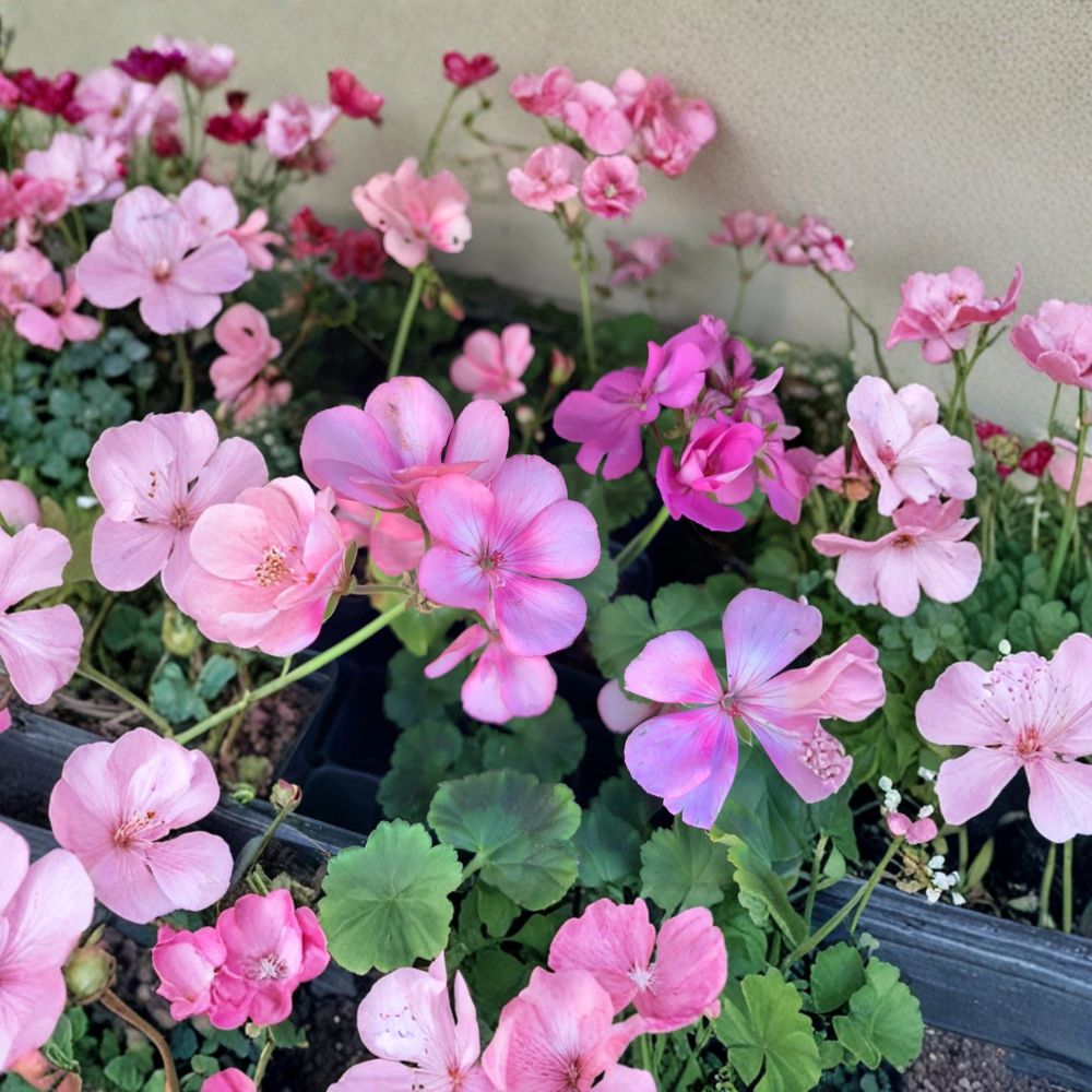 Big Eze Pink Batik Geranium Plug Starter Plant - Pelargonium Flowering Perennial for Patio & Garden, Easy to Grow