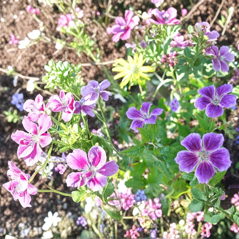 Blueberry Ice Geranium Seeds - 25+ Premium Pelargonium Flower Seeds for Garden & Container Flowers, Free Shipping