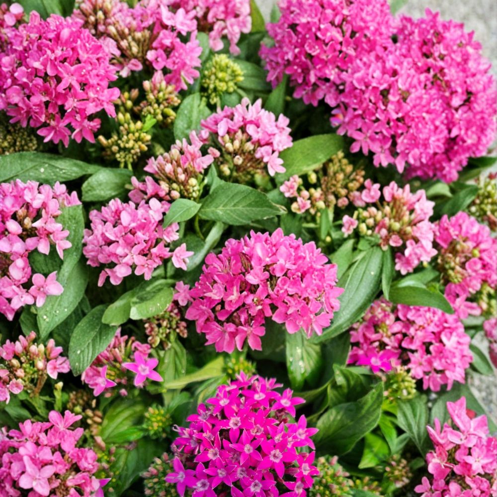 Graffiti Violet Geranium Seeds - 25+ Premium Pelargonium Flower Seeds for Vibrant Blooms - Easy to Grow for Garden & Patio