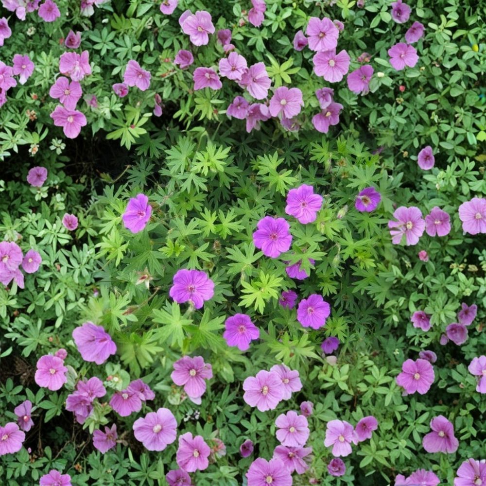 Wild Geranium Bare Roots - 30 Organic Cranesbill Plants - Geranium maculatum - Hardy Native Perennial Flowers