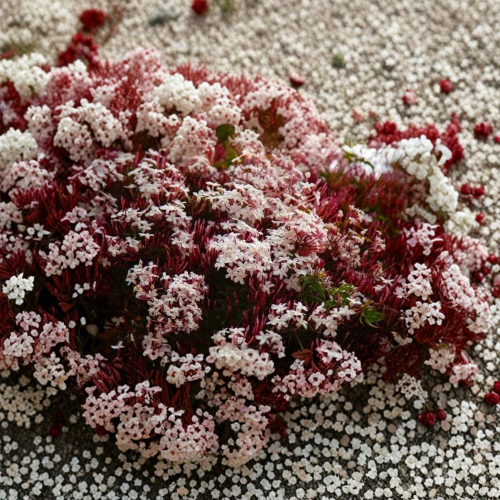 Pink Jasmine Starter Plant | Rooted in Pot | Extremely Fragrant Climbing Vine | Jasminum polyanthum | Indoor Outdoor Use